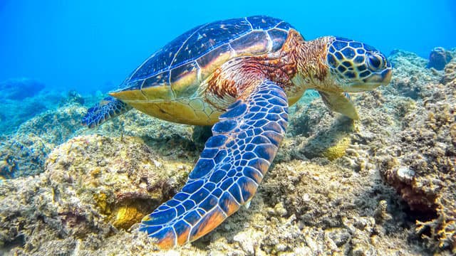 COP15開幕　生物多様性目標の採択へ議論