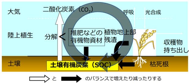 炭素貯留農業「カーボンファーミング」とは？　その具体例を解説