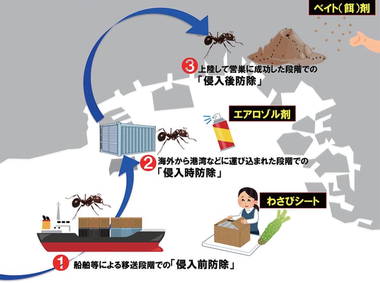 ヒアリ対策は「終わりなき戦い」　日本での対策の現在地（後編）