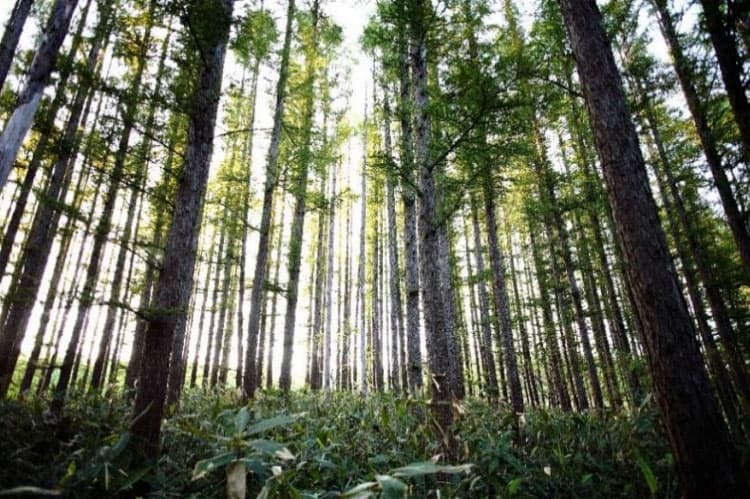 三井不動産、北海道・グループ保有林でCO2年2.1万t吸収　第三者認定