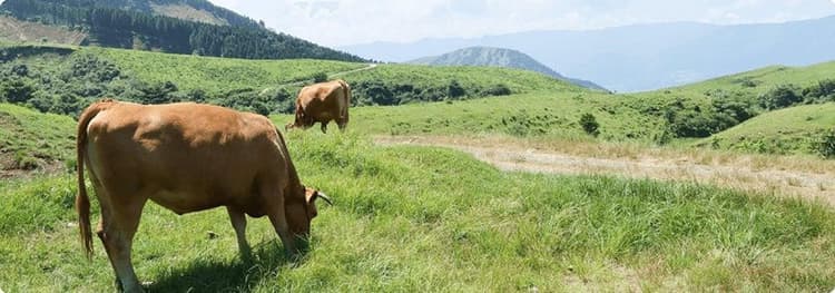 出光、畜産由来のGHG削減へ機能性飼料提供　熊本・南阿蘇村