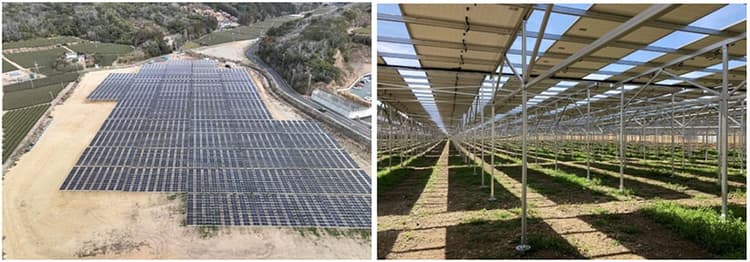 太陽光発電+ソバ栽培、2MWのソーラーシェアリング完成 静岡ガス&パワー