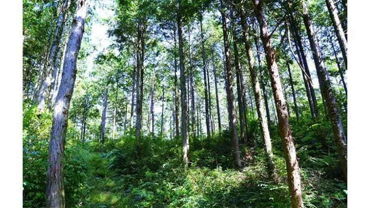三井物産、マツダと森林クレジット売買で連携　中国地域の脱炭素化を促進　