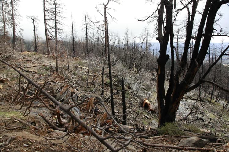 【南米】チリ山火事で100人以上死亡　エルニーニョ・気候変動の影響か