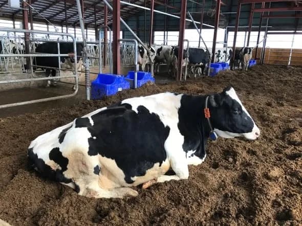 家畜排泄物の管理方法変更でCO2年間149t減　丸紅らのクレジット創出PJ