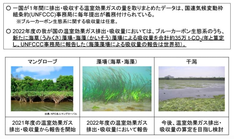 22年度・日本沿岸の藻場によるCO2吸収量は約35万t　国交省発表