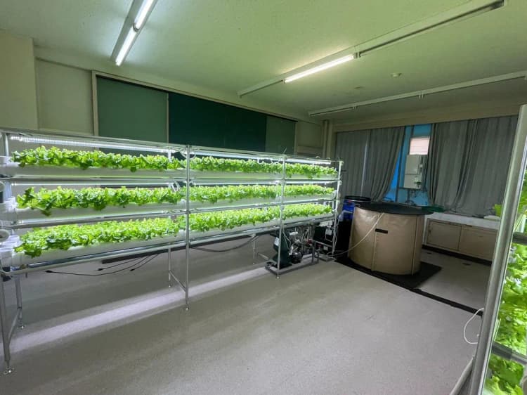 水産養殖で廃棄される窒素をアップサイクル、気流制御でレタス収量アップ