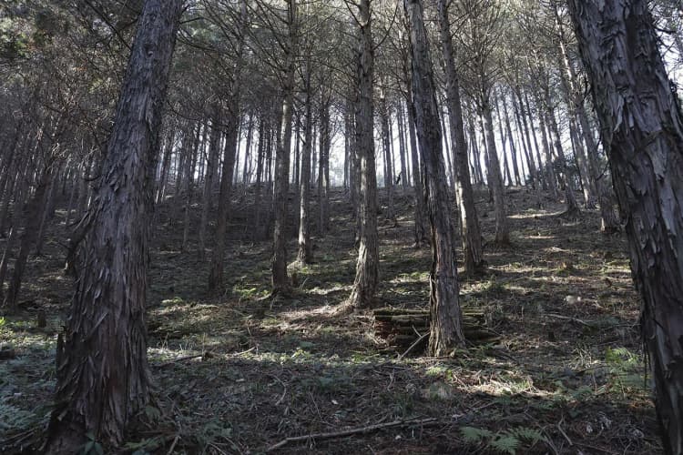 サントリーの森、全国16都府県25カ所に拡大　総面積1万2000ha超