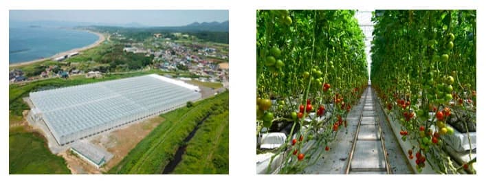 北電、大規模植物工場実現で農業法人と連携　温度調整に太陽光を活用
