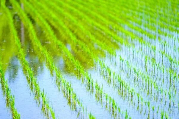 生分解性プラ添加、メタン放出に影響なし　東農大が調査分析