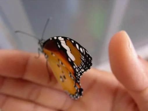 生物多様性データで小児喘息発症を解明へ　シンク・ネイチャーが研究協力