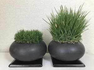 メニコン、改良日本芝の生産を開始　グリーンインフラ事業へ本格参入