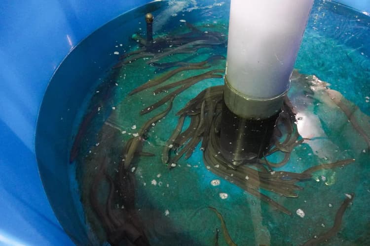 浜松市の下水処理場で低温排熱を有効活用　ウナギの養殖実証を開始