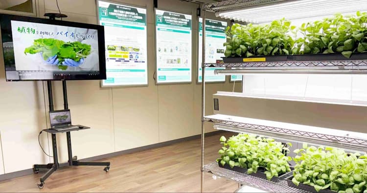 産総研など、植物を用いた有用タンパク質生産の研究拠点を設置　NEDO事業