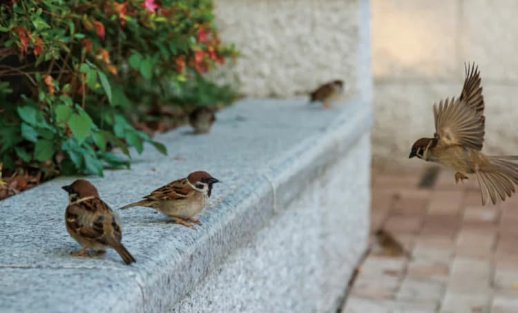 都市からスズメが消えた？！　身近な野鳥が減少したそのワケとは？