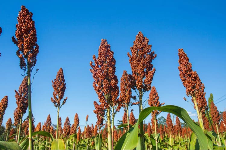 トヨタ、植物の非可食部から高効率でエタノール生産に成功