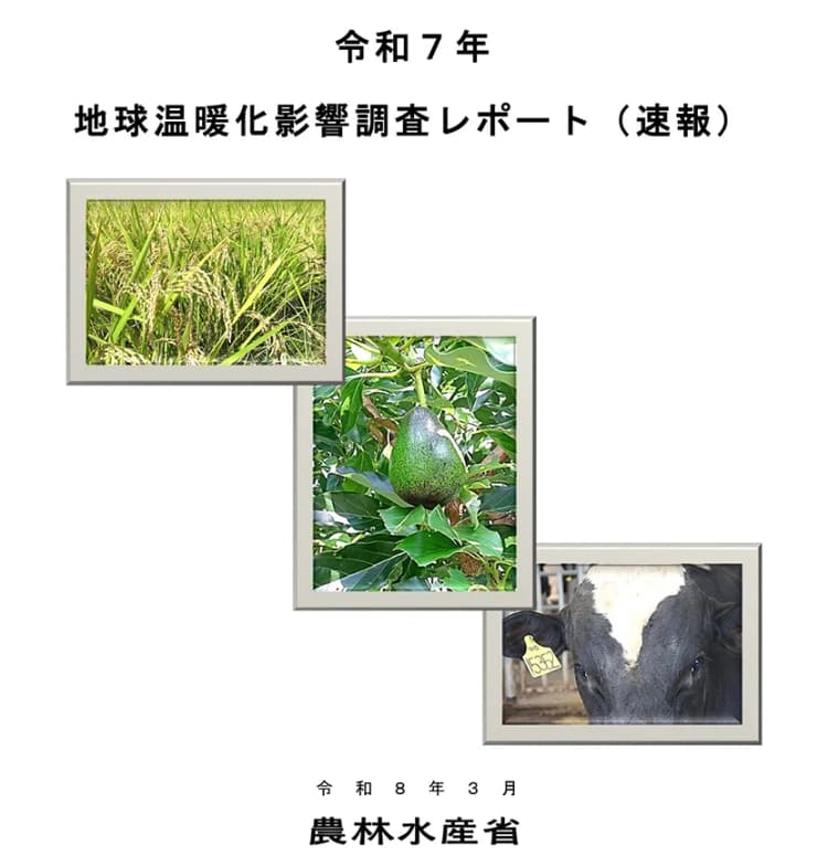 記録的な暑さで高温耐性品種が拡大、水稲は前年から約4万ha増　農水省発表