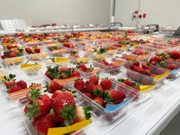 完全閉鎖・人工光型植物工場のOishii Farm、240億円を資金調達　