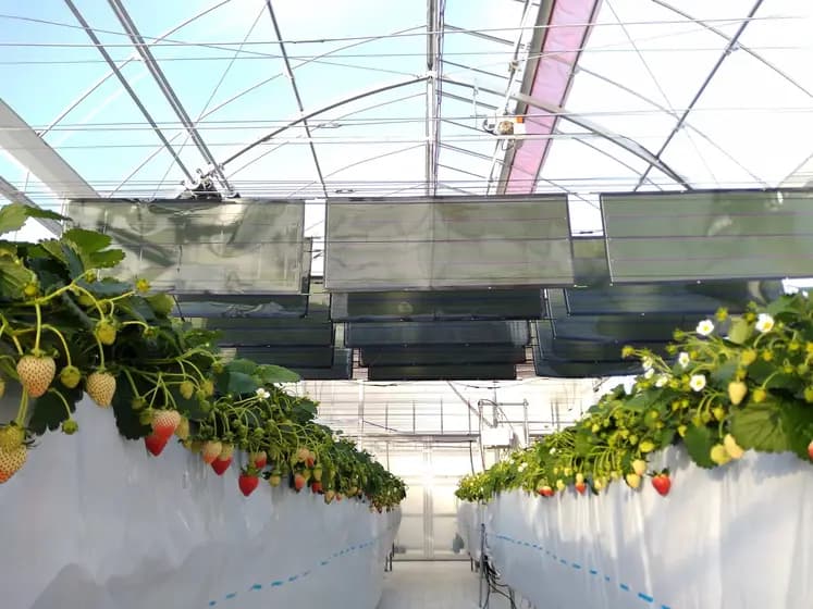 「垂直懸下式」太陽光発電パネルを実証　JFE商事、いちご栽培ハウスに導入
