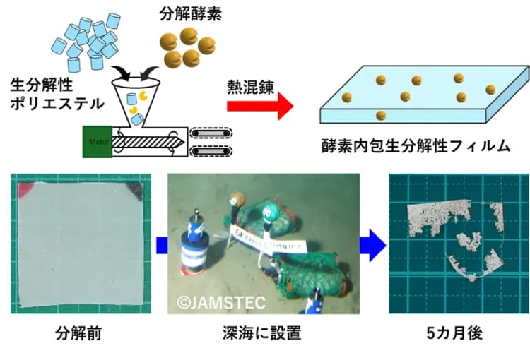 微生物の少ない深海でも分解される「酵素内包プラスチック」開発成功、東大ら