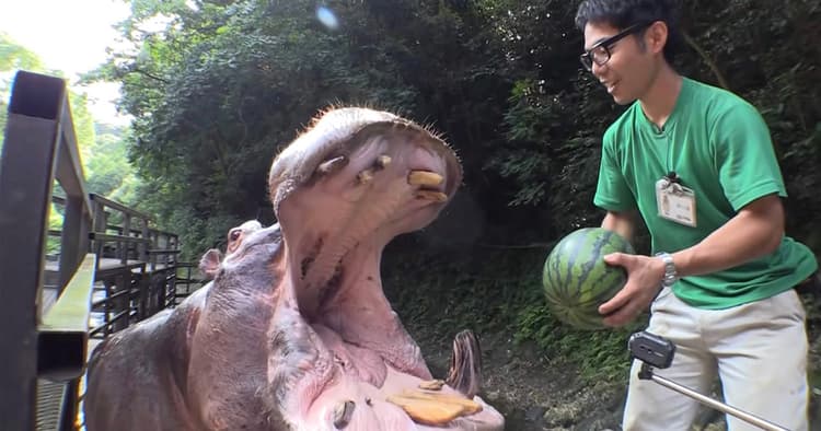 再生数1億超えの「カバ動画」機にメディア露出増え来園数過去最大