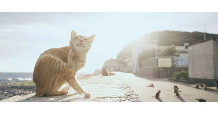 相島からエド・シーランに届け!8~9月に公開したPR動画の効果は?