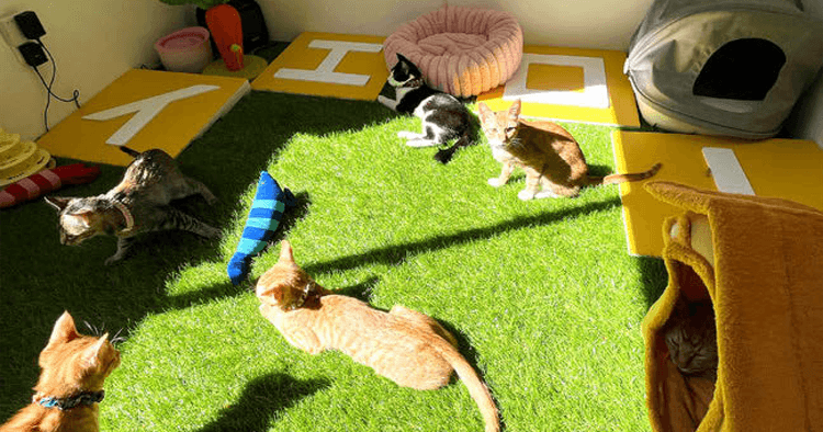イエローハットが保護猫譲渡会を開催 保護活動で猫の交通事故の減少目指す
