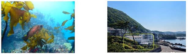 鹿島、新技術で藻場再生 吸収源の海洋生態系を保全