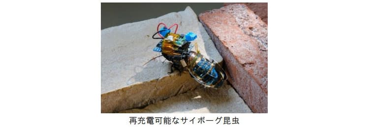 再充電可能な「サイボーグ昆虫」開発 理研ら