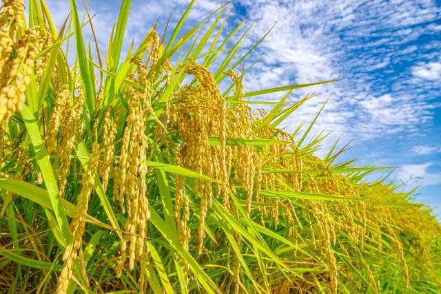農水省、農産物の脱炭素「見える化」 算定シート作成