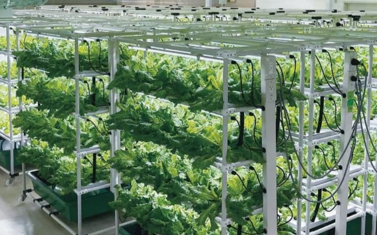 西友、大森店植物工場を約2倍に拡張 販売店舗132店に