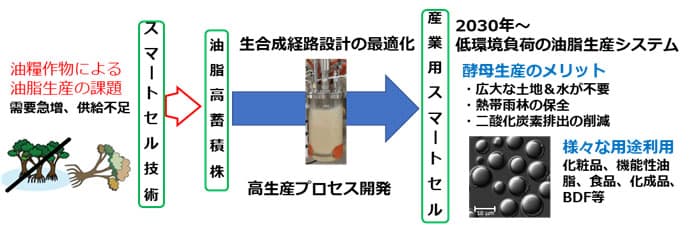 油脂酵母からパーム油代替油脂、世界トップレベルの生産量を実現