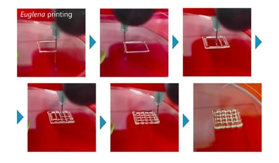 3D印刷した構造物内で、ユーグレナの細胞増殖を確認