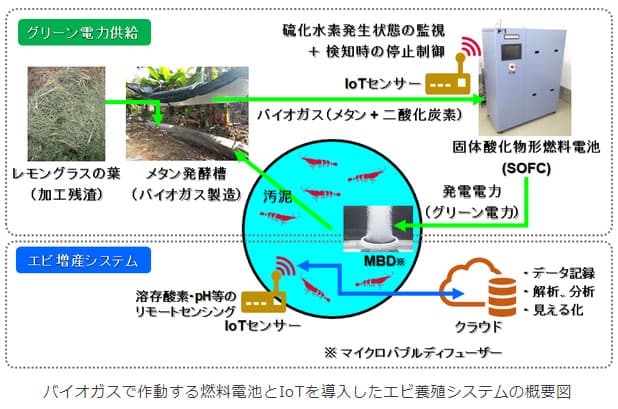 バイオガス活用の燃料電池でエビ養殖 実証開始