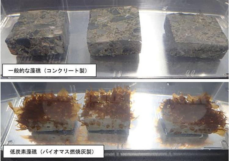 北電と留萌市、ブルーカーボン事業に向けた共同研究