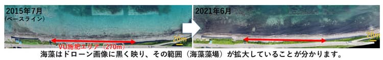 日本製鉄、漁協と「Jブルークレジット」取得 藻場再生事業で
