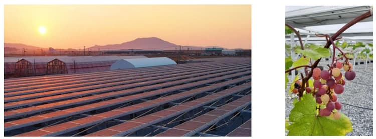 ワタミエナジー、営農型太陽光でブドウ栽培 発電を開始
