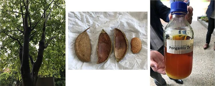 出光興産とJ-オイルミルズ、植林を起点にSAF供給網 非可食油原料樹で