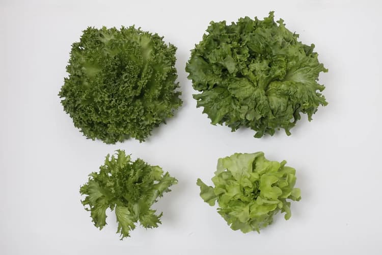 三菱ケミカル、完全人工光型植物工場での栽培開始 食料供給安定化に期待