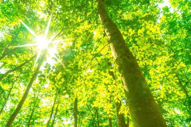 環境省、民間の生物多様性保全区域を「自然共生サイト」に認定 受付開始
