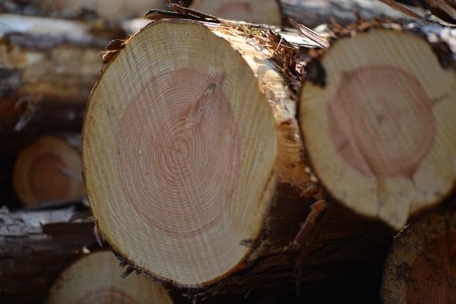 丸紅ら、石狩で9.9MWの木質バイオマス発電 地域の間伐材活用