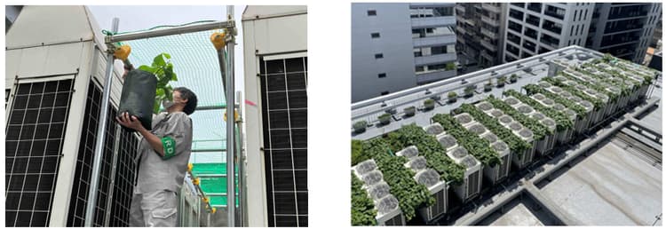 サツマイモで空調設備を省エネ 東急不動産、オフィスビル屋上で「芋緑化」