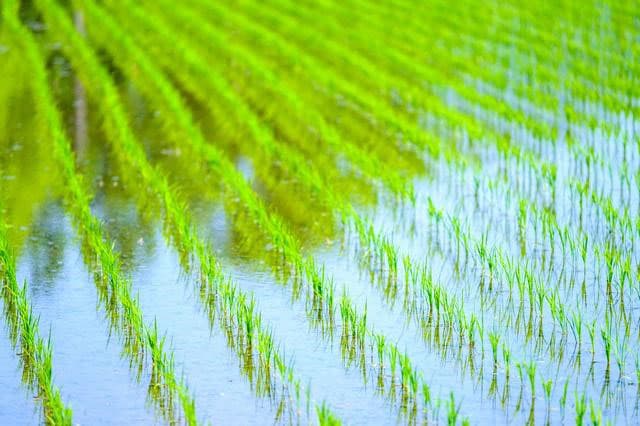 Green Carbon、ベトナムで水田のメタンガス削減に向けた共同研究