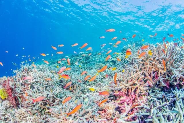 オーステッド、海洋保全投資のためのブルーボンド発行 1億ユーロ
