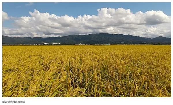 もみ殻を原料に、バイオ燃料製造 住友商事とソニーらが実証へ