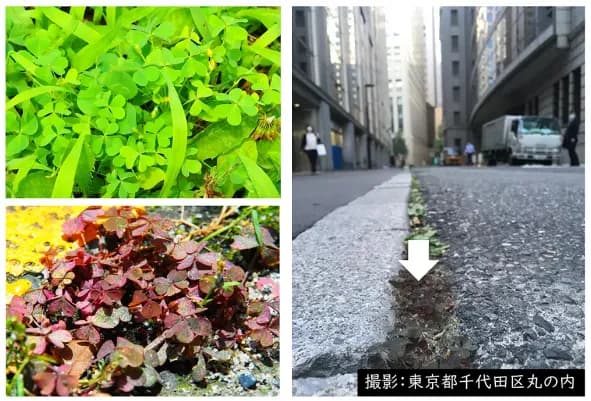 千葉大学など、都市の高温化によって「カタバミの葉は赤く進化」と発表