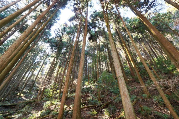 生物多様性保全や木質バイオエネについて学ぶシンポジウム開催 兵庫県