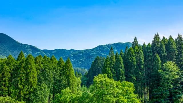 京都府と新潟県、森林由来のJ-クレジット創出へ 事業者を募集