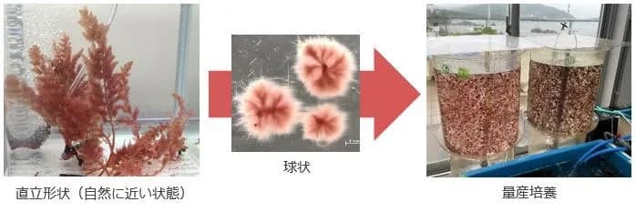 鹿島建設、牛のげっぷ中のメタンガスを抑制する海藻の量産培養手法を開発