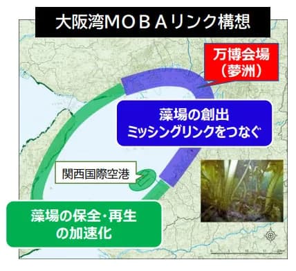 大阪府・兵庫県、大阪湾沿岸をブルーカーボン生態系の回廊へ 連携会員募集